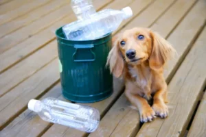 The Dangers of Pet Waste: How It Affects Your Family and the Environment